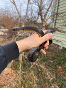 Texas Indigo Snake Juvenile