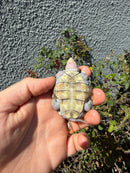 Ornate Diamondback Terrapin Female