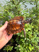 Spiny Hill Turtle CB 2025