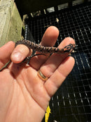 Red Eastern Hognose Snake 2024 Female