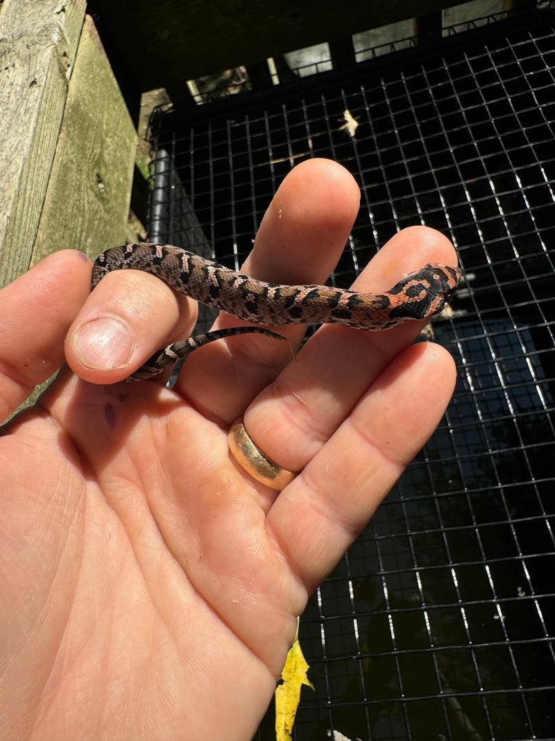 Red Eastern Hognose Snake 2024 Female