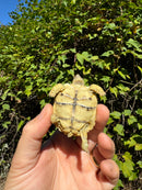 Leopard Tortoise 2024