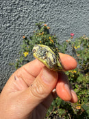 Pastel Clown River Cooter Turtle Baby 2026
