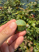 Pastel Clown Red Eared Slider Turtle
