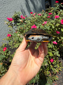 Twist-necked Turtle LTC Female
