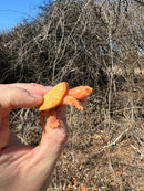 Baby Albino Common Snapping Turtle Female