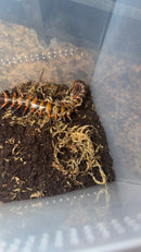 Sulawesi Red Toraja Centipede Adults（Scolopendra sp. Red Toraja）