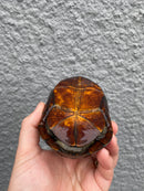 Red Cheeked Mud Turtle Adult Trio
