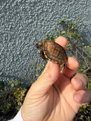 Southern Keeled Box Turtle Baby