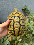 Eastern Hermann's Tortoise Adult Female