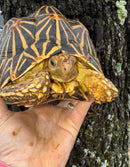 Indian Star Tortoise 2019