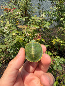 Pastel Picasso Red Eared Slider Turtle
