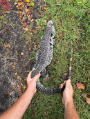 Blue Tegu Adult Female Breeder