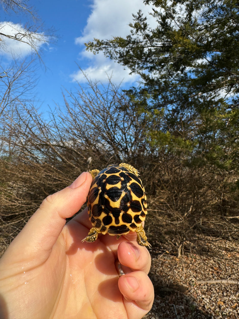 Sri Lankan Star Tortoise 2024