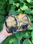 Black Marsh Turtle Adult Pair