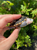 Ornate Diamondback Terrapin Female