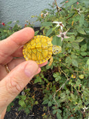Albino T+ Penninsula Cooter Turtle 2026