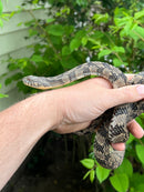 Diamondback Water Snake (Nerodia rhombifer)
