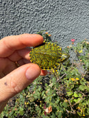 Pastel Clown Peacock Slider Baby 2026