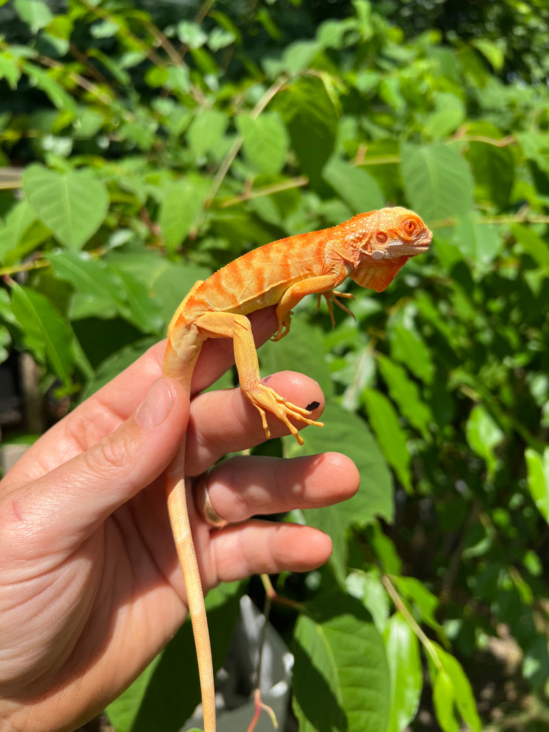 Crimson Red Albino Green Iguana 2024