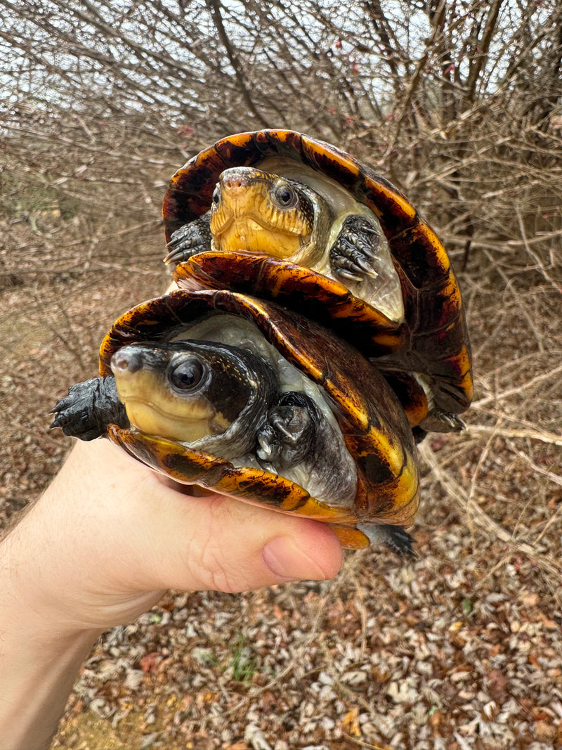 White Lipped Mud Turtle Adult Pair