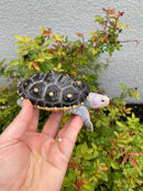 Ornate Diamondback Terrapin Female