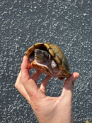 Razor backed Musk Turtle CB Adult Trio