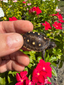 Hi Color Yellow Baby Eastern Box Turtle