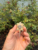 Hypomelanistic Common Snapping Turtle 2026