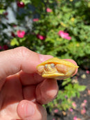 Albino Yellow Bellied Slider Turtle Female