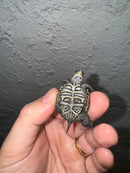 Hi White Concentric Diamondback Terrapin 2024