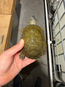 Sicilian Pond Turtle Adult Pair