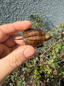 Northern Keeled Box Turtle Baby