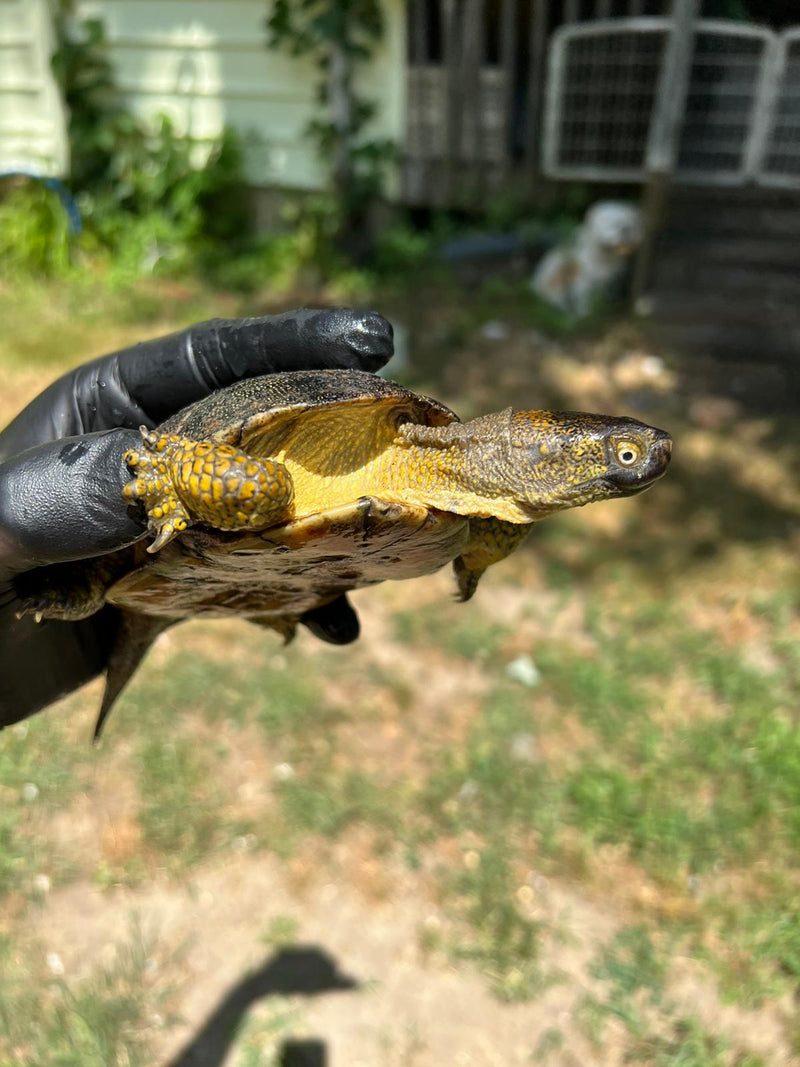 Xarre Dwarf European Pond Turtle Babies  (Emys orbicularis hellenica)