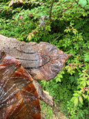 Hi Red Mata Mata Male