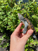 Adult Northern Diamondback Terrapin Male