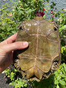 Burmese Brown Mountain Tortoise Female