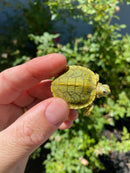 Mitch Clown Red Eared Slider Turtle