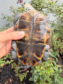 Adult Mississippi Diamondback Terrapin Female