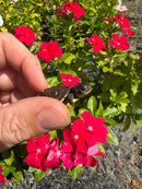 Hi Color Yellow Baby Eastern Box Turtle