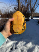 Florida Chicken Turtle CB  Adult Female