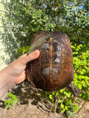 Spiny Hill Turtle Adult Male