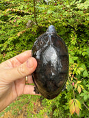 White Lipped Mud Turtle Adult Pair