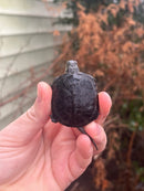 Danube River Locale European Pond Turtle HOLDBACK BABY