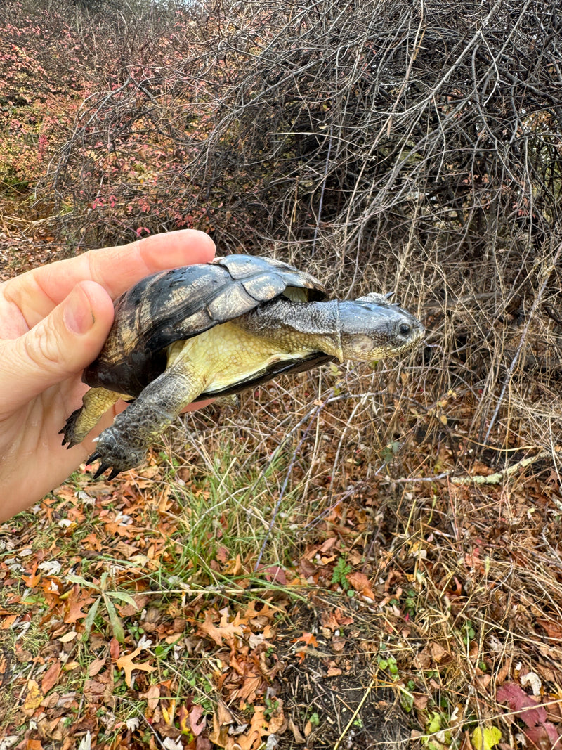 African Dwarf Mud Turtle Adult Female