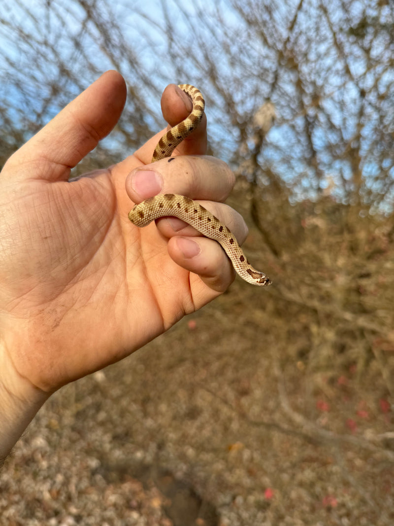 Anaconda Western Hognose Snake Female