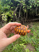 Hypo Cherrybomb Red Foot Tortoise Baby 2025