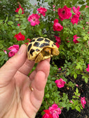 Sri Lankan Star Tortoise 2026