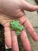 Radiant Blue Pacman Frog (Ceratophrys cranwelli)