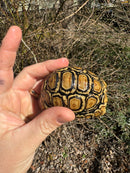 HI WHITE Leopard Tortoise 2024